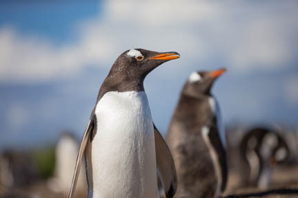 Picture of a Gentoo Penguin