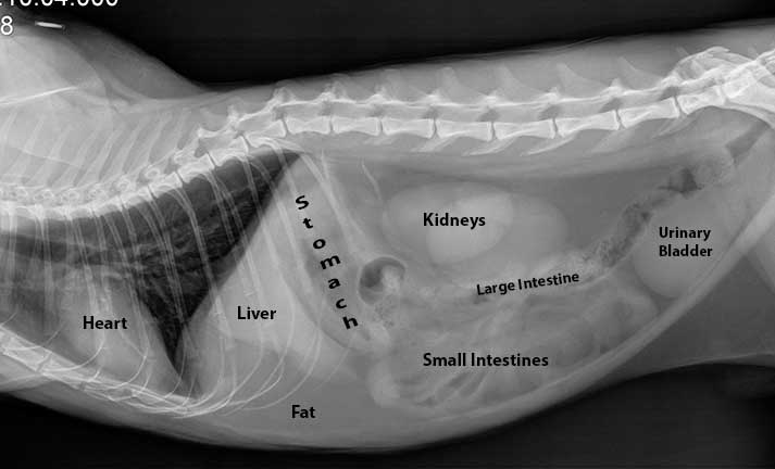 Normal cat chest and abdominal radiograph with organs labeled