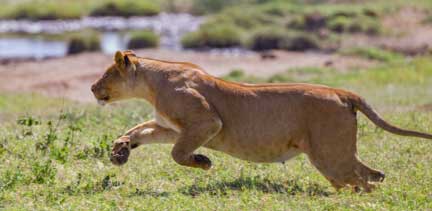 A lioness chasing zebra