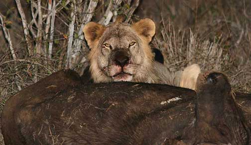 Male lion protecting buffalo kill