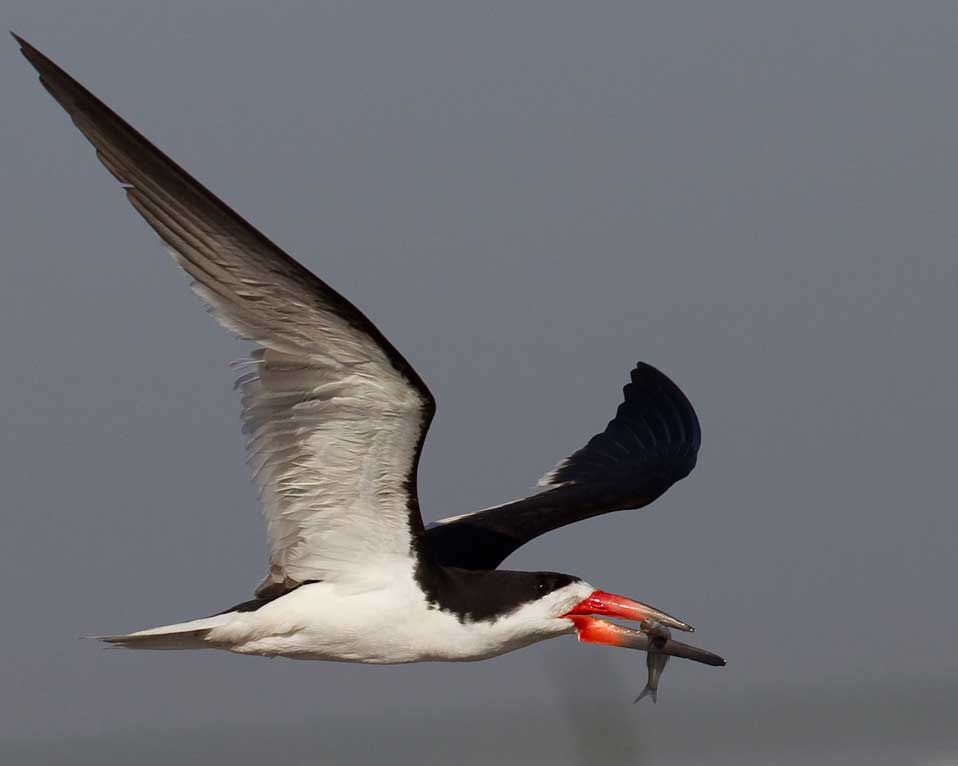 Black skimmer with fish in mouth returning from fishing at Bolsa Chica Conservancy Huntington Beach California