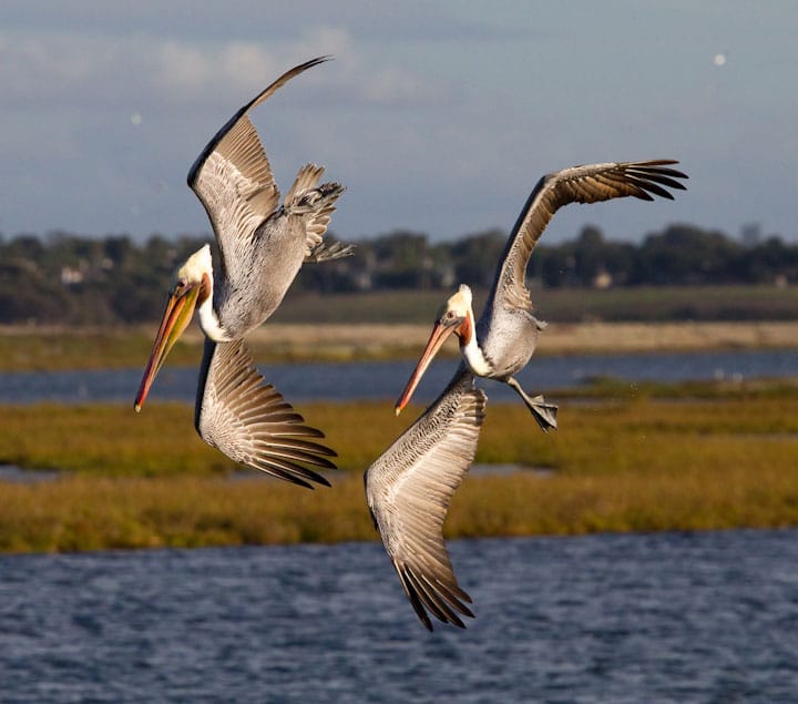 Diving California brown pelicans at Bolsa Chica Conservancy Huntington Beach California