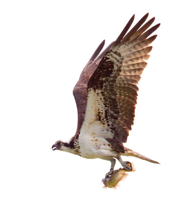 Osprey with fish in talons returning from a successful hunt