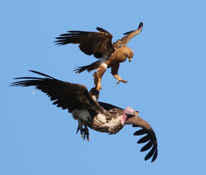 Tawny eagle chasing Nubian vulture away from its nest