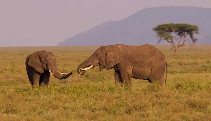Srengeti animals