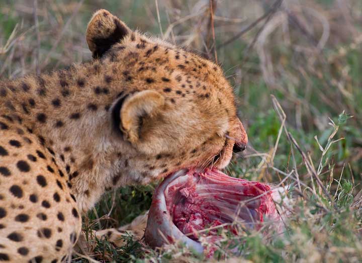 Cheetah Eating Gazelle