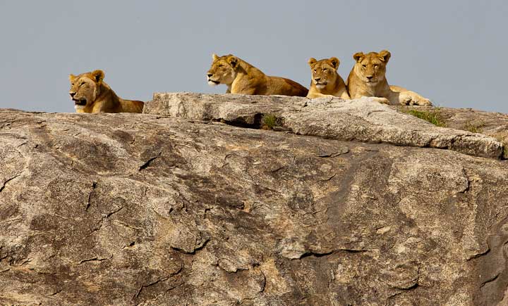 Lions on Rock