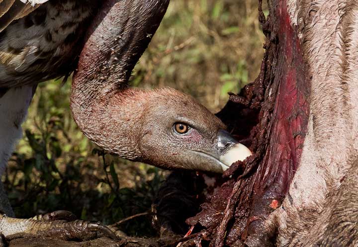 Vultures eating