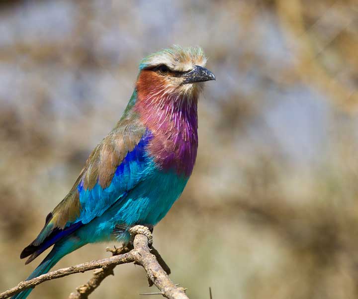 Tanzania birds