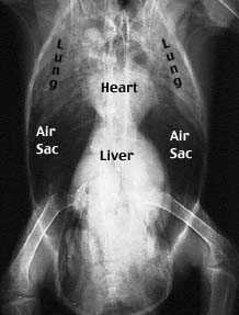 X-ray of a bird laying on its back with the internal organs labeled