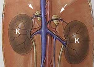 Arrows pointing to the adrenal glands above the kidneys
