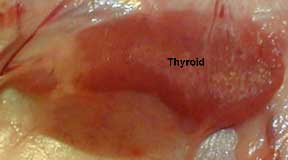 Thyroid gland in located in the neck