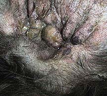 Chronically inflamed ear occluded shut due to swelling