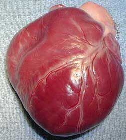 Picture Of A Dog's Heart