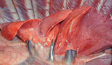 Lungs and blood vessels in a dog's chest