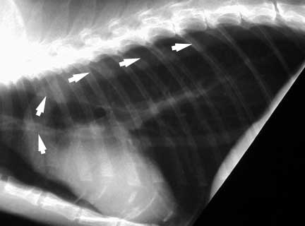 X-Ray of a cat's chest showing the aorta