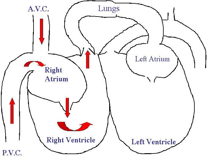 Diagram of blood flowing into right atrium