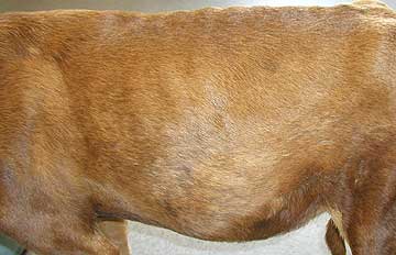 Dog With a Distended Abdomen