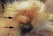 Nail Bed With No Bleeding