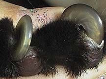 Paw With Nails Growing Into Pad