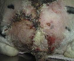 Rabbit with infected skin