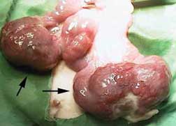 Infected uterus from Pasteurella