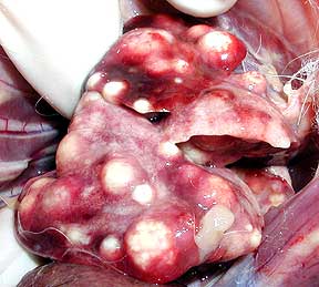 Lung nodules with Pasteurella
