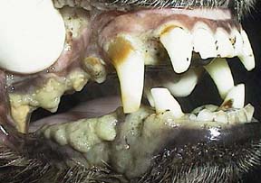 Dog with pale gums