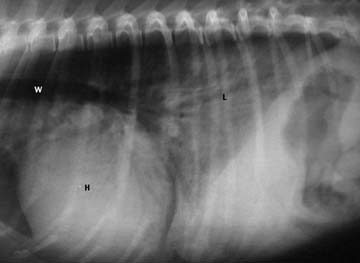 X-Ray of a dog with fluid in the lungs
