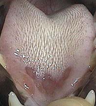 Ulcer on tip of cat tongue