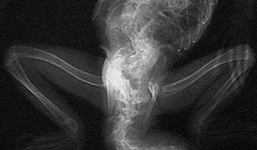 Xray of an iguana with a deformed pelvis and spine