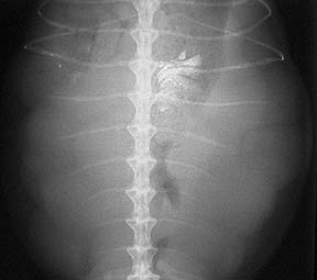 X-ray of an abdomen of an iggie with eggs