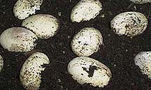 Eggs buried in high quality dirt