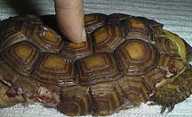 Finger pushing on a baby tortoise shell to show how soft it is