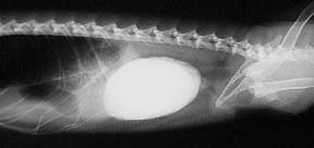 X-ray of a large bladder stone in an iguana