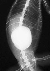 X-ray of a large bladder stone in an iguana