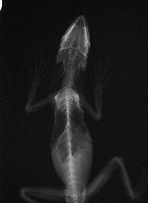 X-ray of a frilled lizard