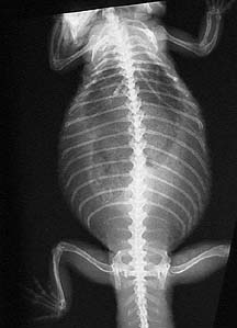 X-ray of a monitor lizard