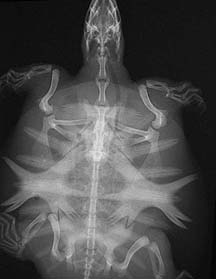X-ray of a soft shelled turtle