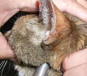 Using activator on a cats jaw angle