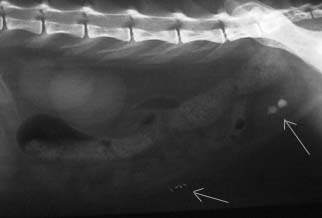 Cat X-ray pointing to stones in urinary bladder and stainless steel sutures