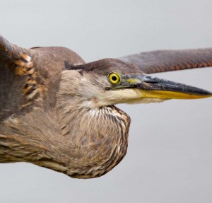 Extreme close up of great blue heron flying past us