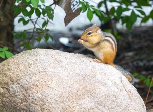 Chipmunk feeding on rock in northern Michigan