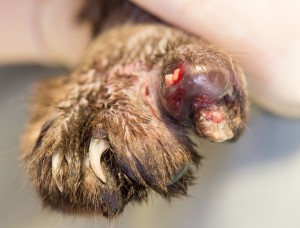 Necrotic Toe That Needs Amputating