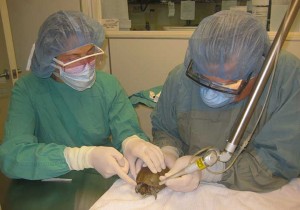 Dr. R Teaching A Student Laser Surgery In A Tortoise