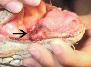 Mouth Of Iguana With Tumor