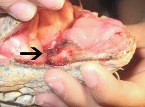 Mouth Of Iguana With Tumor
