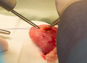 Laser Incision Of A Cat Bladder