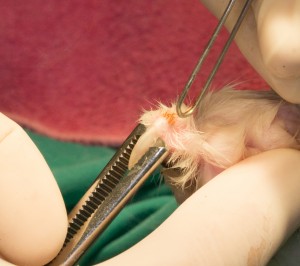 Starting Declaw Incision With Laser