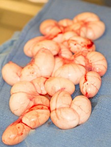 IggieOVH-30follicles 18 eggs laying on a towel